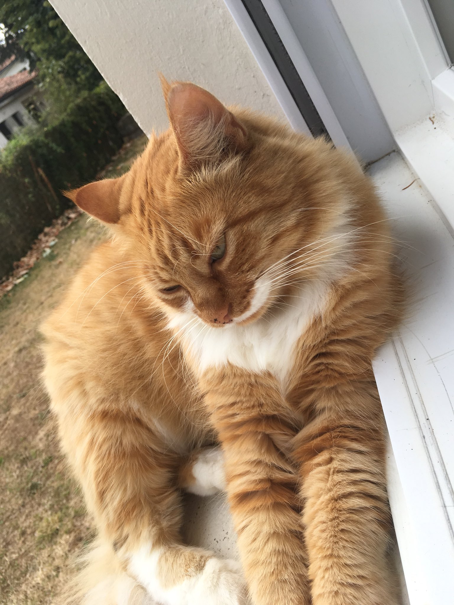 Lavielitterairetmoi Mon Gros Bebe Cat Chat Rouquin Lavielitterairetmoi Mon Gros Bebe Cat Chat Rouquin