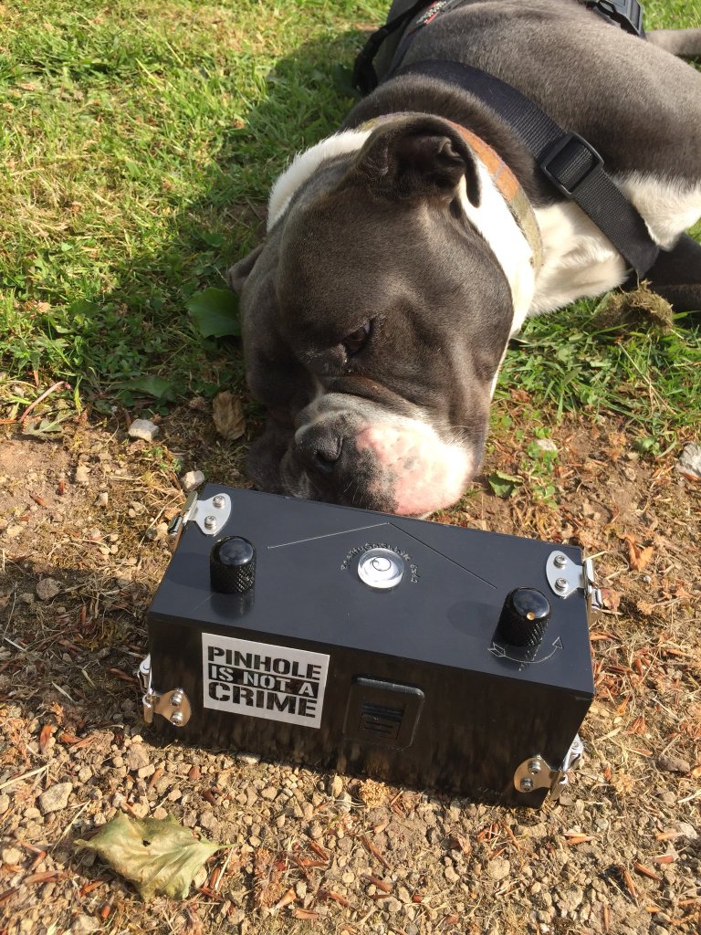 MaruleKamogelo's tweet photo. #GirlTalkZA in need of these type 9f dogs... help me connect with a person selling https://t.co/Y4l39Zv2Dd