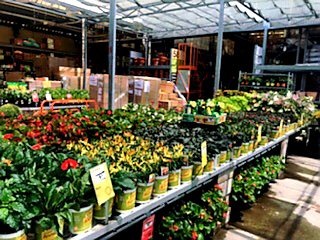 SBergeron43's tweet photo. The Woodlands HD6516 is Labor Day Weekend Ready! #HomeDepot #TeamPureBeautyFarms @cathy4plants @anavarro52069 @cjg078 @EvaRios4186 @rayhinthd79 @PBFmedia https://t.co/2Gx3MNbhnV