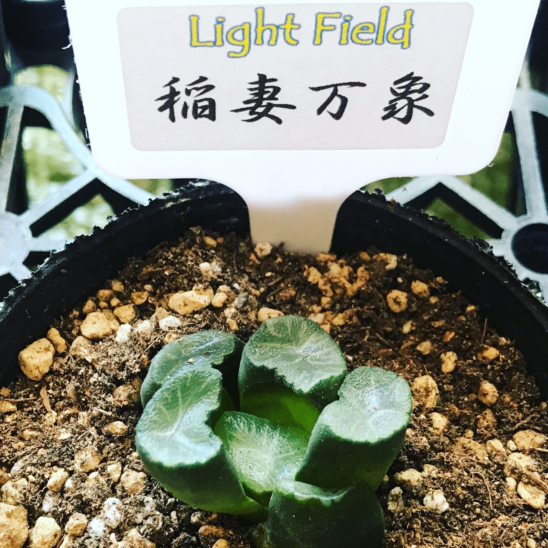 多肉植物のlight Field Japan 弊社で扱っている稲妻万像です 万像だけで 種類以上取り扱ってますが これは人気上位種です 販売店募集 万象 多肉植物 多肉 ハオルチア ハオルシア Haworthia エケベリア Succulents 稲妻万象 Lightfield