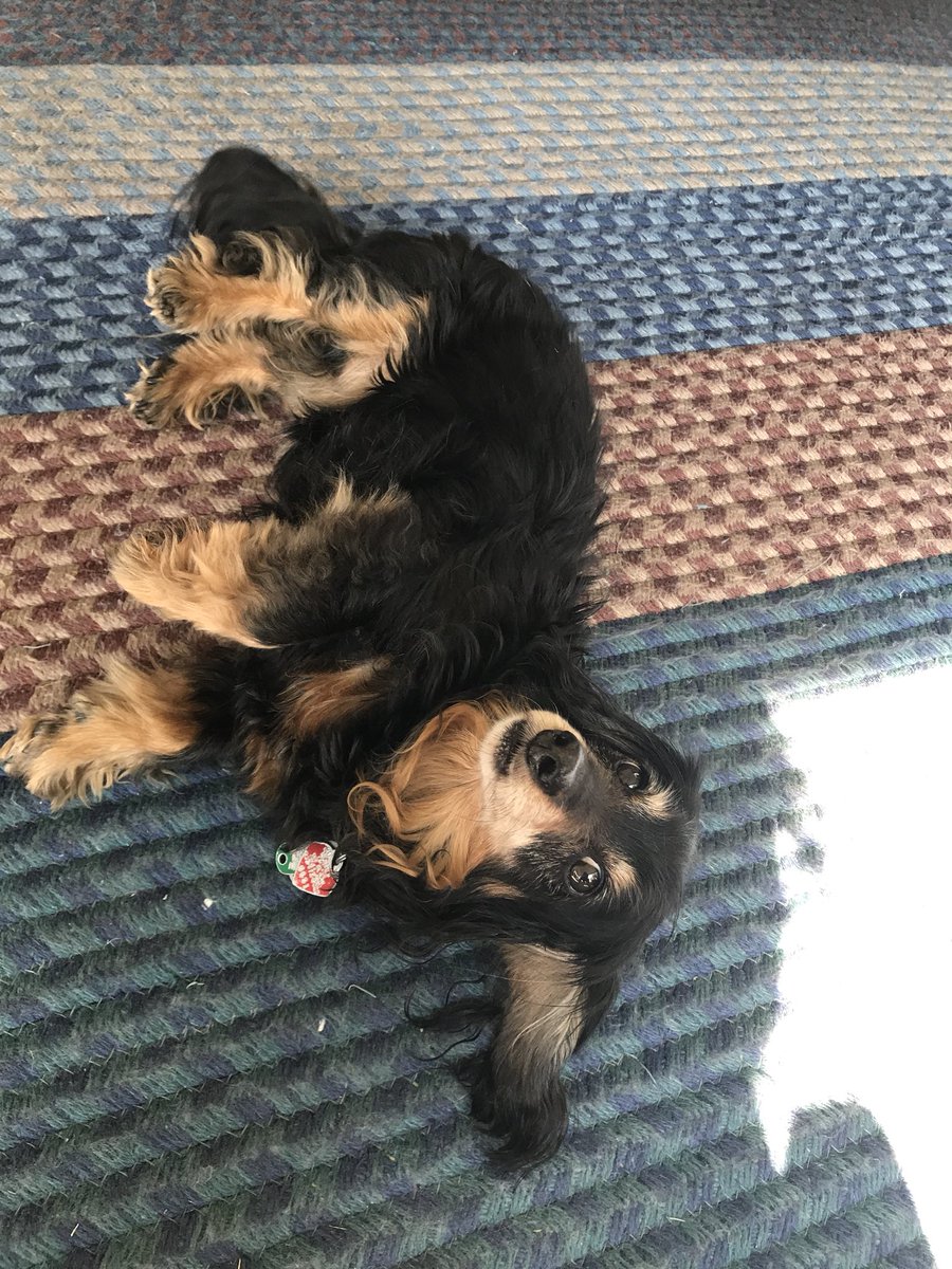 leannepeloso's tweet photo. Sammy was one of the best things that’s ever happened to me. Life won’t be the same without him, but I know he is at peace now. Hug your pets for me tonight 😔

10/10 good boy https://t.co/gXQfe1myhW