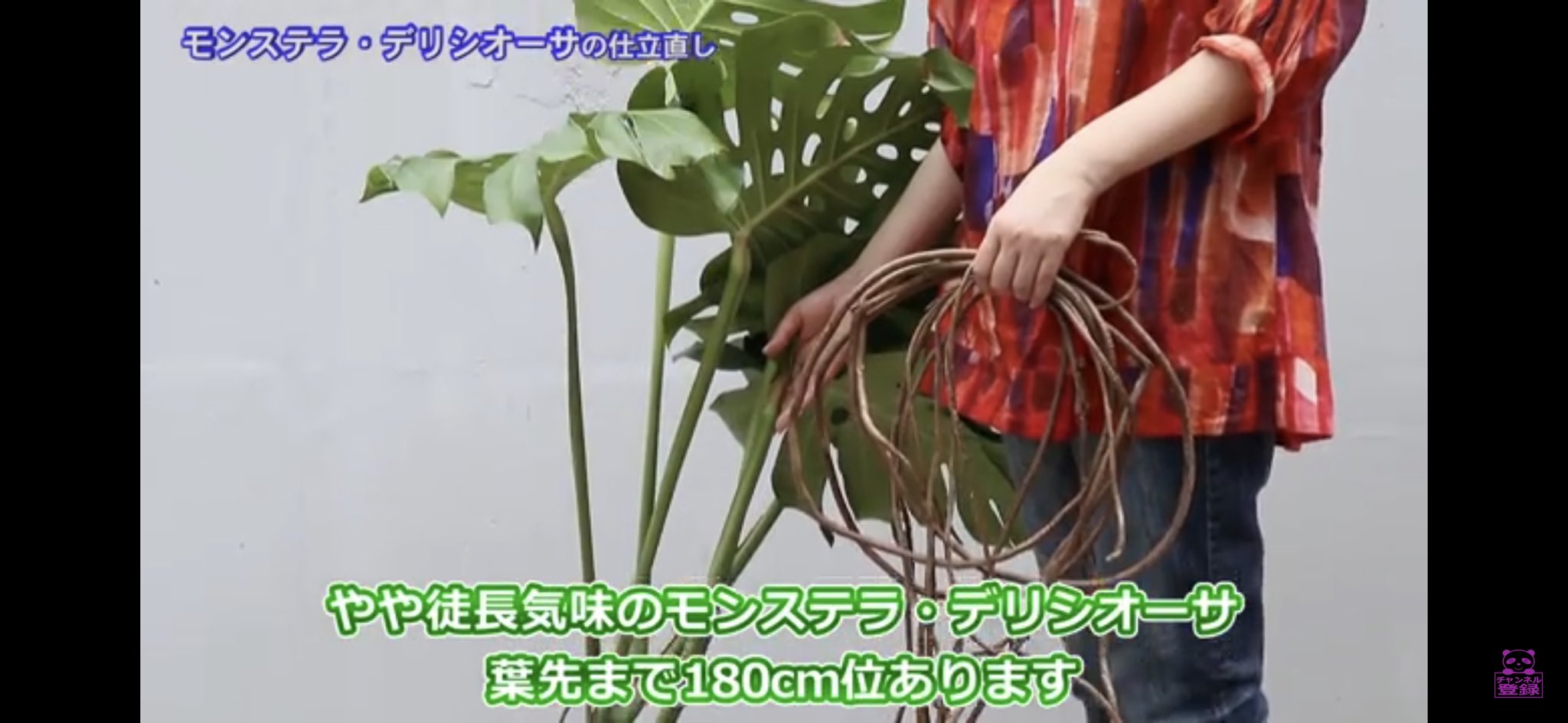 تويتر Kobi くまパン園芸 あまつゆか على تويتر くまパンチャンネル モンステラの仕立て方 T Co Nmmtb9a9el 大きくなりすぎ 自立できなくなった モンステラを仕立てなおしたよ モンステラ 観葉植物 デリシオーサ ぬい撮り T Co Xbsjuxrpkt