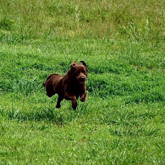 FieldGearCo's tweet photo. Running into the opening day of dove season like..
.
.
.
@SportDOGBrand @BandedBrands @MossyOak @MossyOakPro
#MansBestFriend #openingday #weekend #weekendvibes #LaborDay #LaborDayWeekend https://t.co/df6zYqXXfU