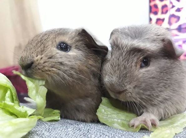 pig_hut's tweet photo. These Brothers Sherlock & Dexter always enjoying their lettuce !!
https://t.co/xuoMll4cbp
GO CHECK OUT THEIR LIVE STREAM ON TWITCH !!!
#LiveStreaming #twitchstreaming #followforfollowtwitch #followforfollow #live #STREAM #streaming #guineapigs #animals #liveallday #brothers https://t.co/bzq8j5vyiP