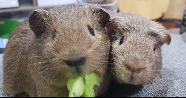 pig_hut's tweet photo. These Brothers Sherlock & Dexter always enjoying their lettuce !!
https://t.co/xuoMll4cbp
GO CHECK OUT THEIR LIVE STREAM ON TWITCH !!!
#LiveStreaming #twitchstreaming #followforfollowtwitch #followforfollow #live #STREAM #streaming #guineapigs #animals #liveallday #brothers https://t.co/bzq8j5vyiP