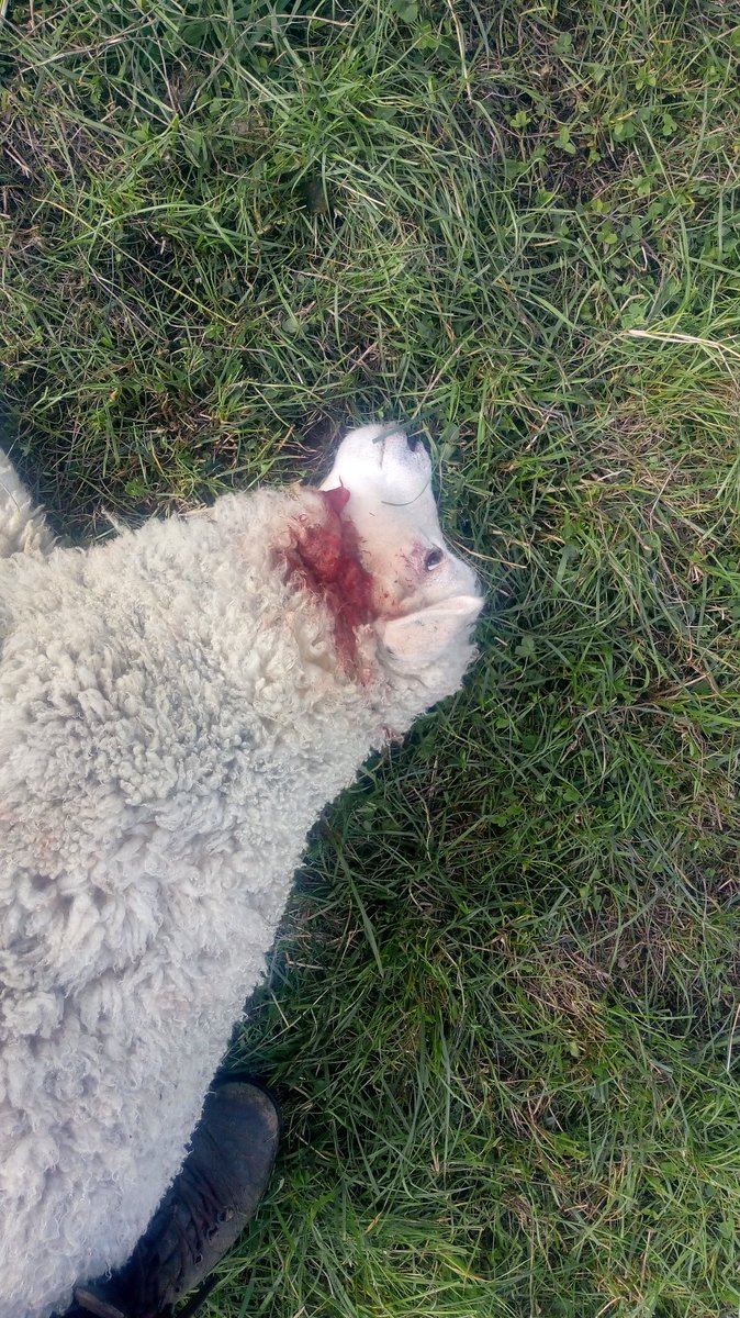 While visiting a client we halted a dog attack.  

This cuddly old pet killed two lambs and was savaging a third when we stopped it.  The injured lamb has been treated by the vet but may yet die. 

Client and dog extremely upset. 

#AnyDogCanKill #TakeTheLead