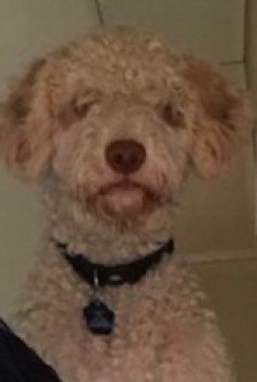 MissingPetsGB's tweet photo. ๐ #missing DOUGAL bolted from the Four Paws Pet Services site in #Cuddington on 29 Aug. He was last seen at Cuddington Train Station.
He is wearing a collar & a purple slip lead. DO NOT CHASE HIM.
Spanish Water Dog
#Lost from Norley road #Cuddington #Cheshire #CW8
@Amy_Wright94 https://t.co/pv3Yi9Ce4b