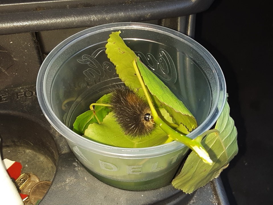 JG3ALLDAY14's tweet image. So tried to escape today had me scared n sad at the #samedamntime  found him stuck in the window #woollybear