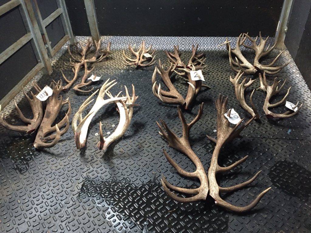 Taking the timber off the boys today. The antler is hard bone and not sensitive at all. We remove it at this stage to ensure that the animals stay safe and don’t damage themselves during the rut. The antlers will naturally shed in March/April and grow again next year.