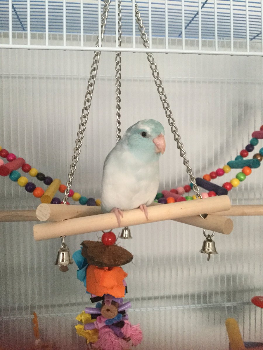 LittleBluePip's tweet photo. I doesn’t matter if Cloud is a baby, I will always be cuter! #bigbirdie https://t.co/cmWstagnPZ