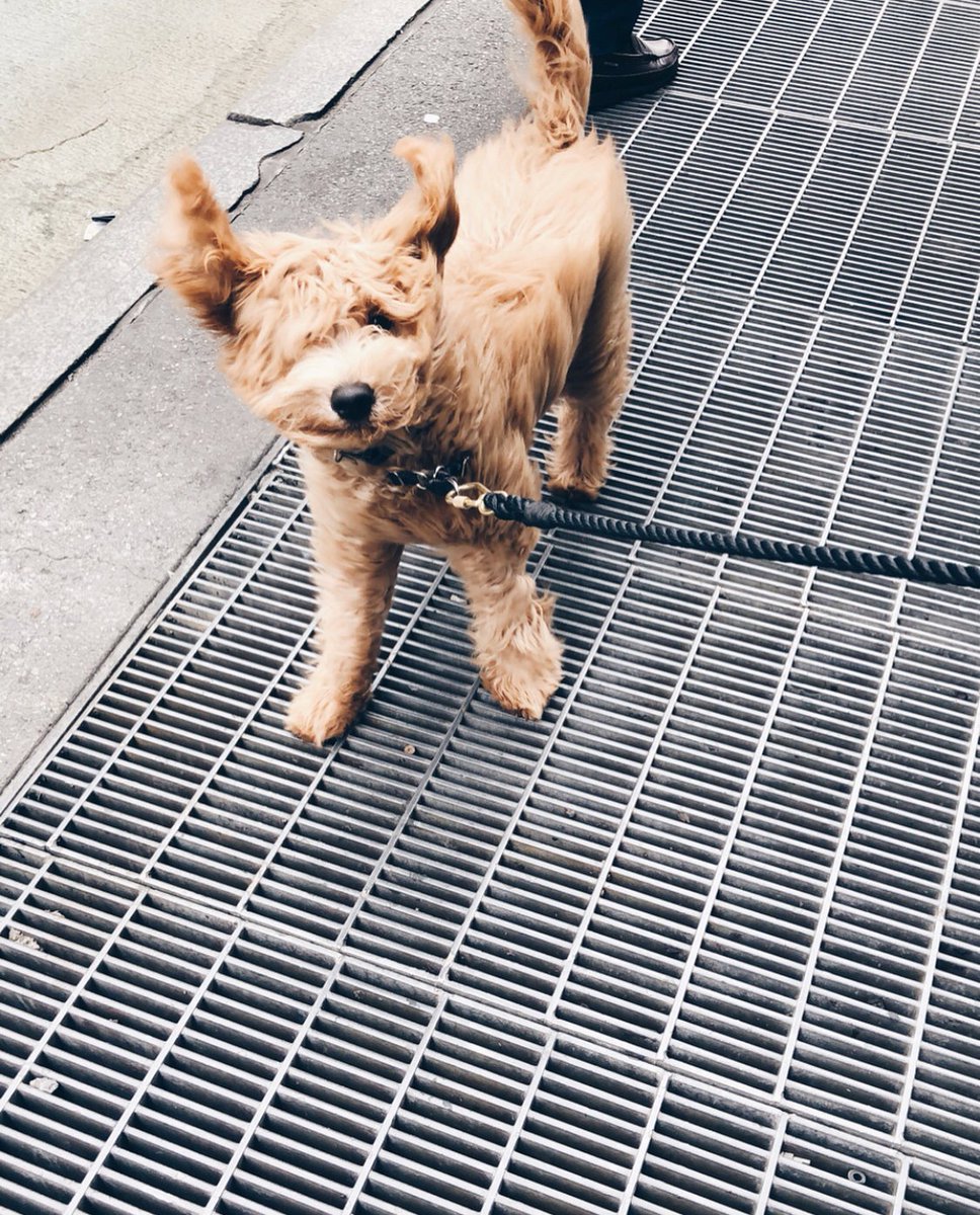 TheEllenShow's tweet photo. This dog better be named Marilyn. https://t.co/E9y8VyaeIF