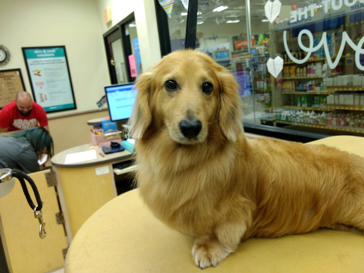 😍 Max...nothing more need to be said 😍 #Moments #LifeAtPetSmart