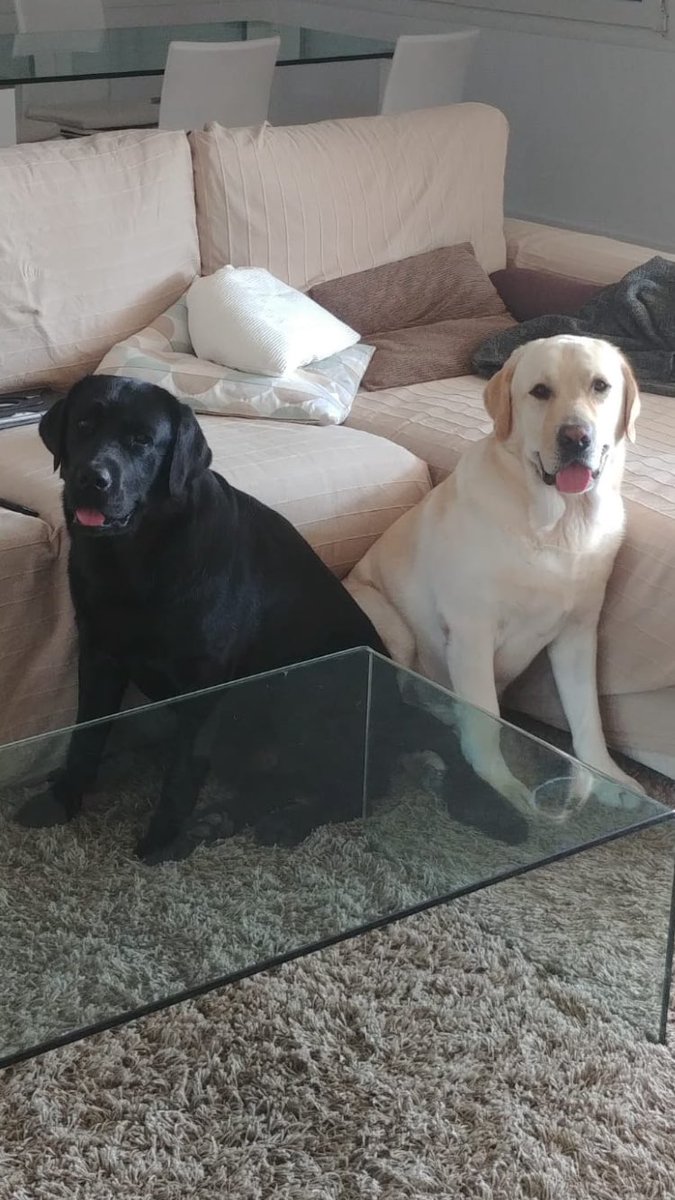 Hola amigos! Somos Bruno y leo... 🐶🐶 ❤️❤️