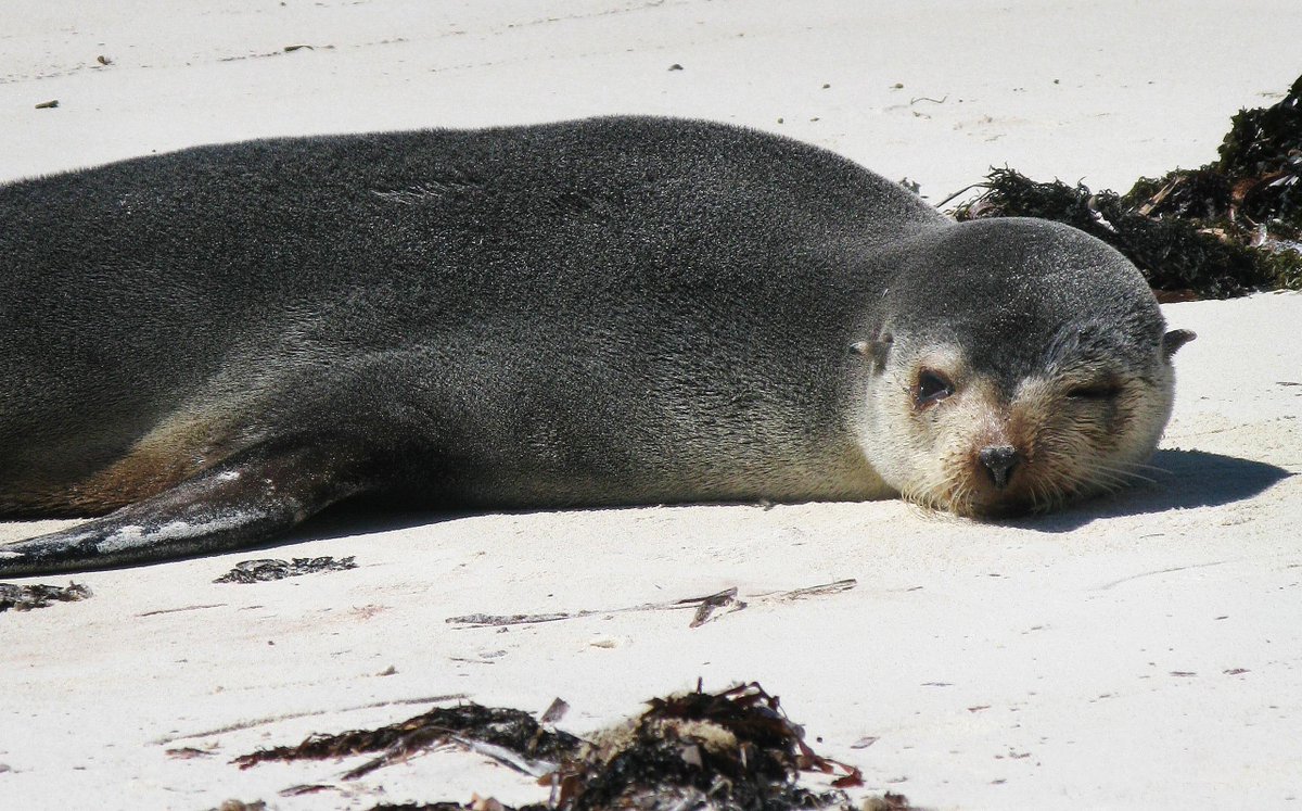 Rottnest Express tweet media