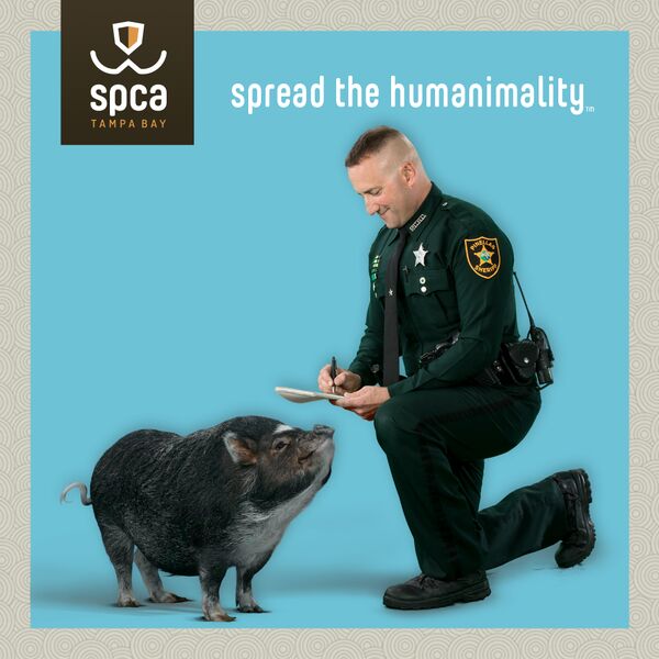 SheriffPinellas's tweet photo. SPCA Tampa Bay @Adoptahuman has chosen Deputy Savetz and Maple as one of their 2018 Ambassadors! Deputy Savetz adopted Maple into his family after bringing her to SPCA Tampa Bay to find her owner. ⭐️ #criminallycute #spcatampabay #spreadthehumanimality https://t.co/C9mMqVhHBz