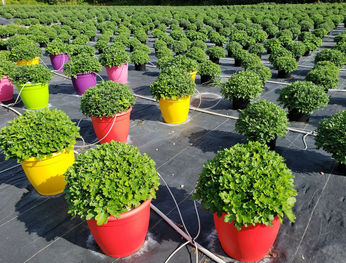 Blomidon Nurseries (@BlomidonNS) | Twitter