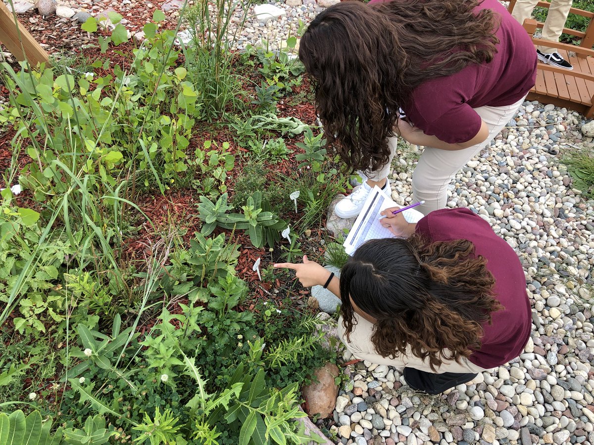 bio_otoole's tweet photo. As I’m teaching today, a student yells, “Look!” I turned to look behind me before realizing the monarch had emerged from its chrysalis right before their eyes. In the garden, there was more monarch mania; a chrysalis discovered by @NikiGamboa &amp; we 👀 more 🐛’s #MortonPride https://t.co/CcJpHvGbJB