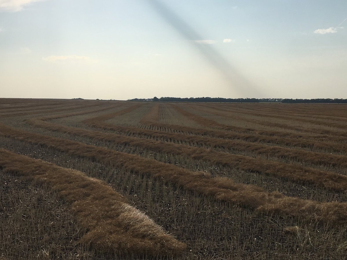 hodgy39's tweet photo. We are so blessed we get to do this for a living and to make it better #45H33 Canola from @PioneerSeedsCA yielding above expectations for such minimal rain. @mazergroup keeping us moving. #YieldHero18 #viewsfromthecab https://t.co/4lsNBXi3Zt