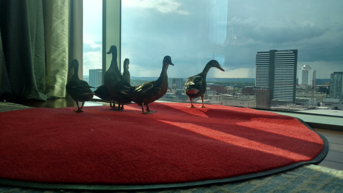 MusicCityTR's tweet photo. @OmniNashville Welcomes the World Famous Ducks from @PeabodyMemphis #PresidentialSuite #DuckFriendly #AtTheOmni https://t.co/1hPjOmOnFI