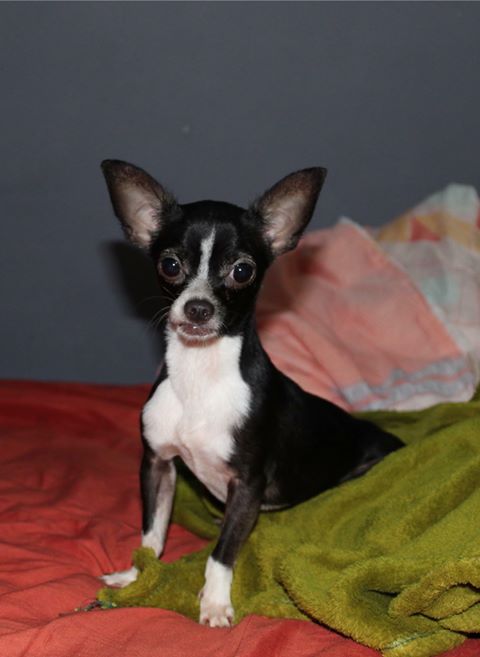 Tierradanimales's tweet photo. #TDAyuda #BuscanDOG lo has visto? macho, no estewrilizado 😡, tiene un año de edad. Se perdió en la region 91 entre 3 y 6 pm. Cel 9981538690 @VivoEnCancun https://t.co/cQqjFquYNC