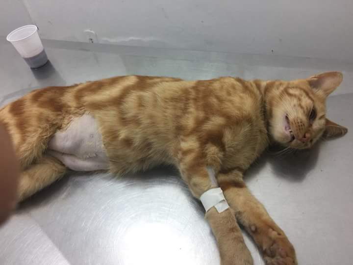mazeofstray's tweet photo. gente, MUITA ATENÇÃO nesse tweet, pfv!!!

o gatinho de uma amiga minha foi estuprado, ele tá em uma situação realmente crítica e ela não tem como pagar todo o necessário. Fizeram uma lavagem na bexiga, ela já tá devendo R$300 pro veterinário e só os medicamentos são +450 reais... https://t.co/qZl0NbYCLR