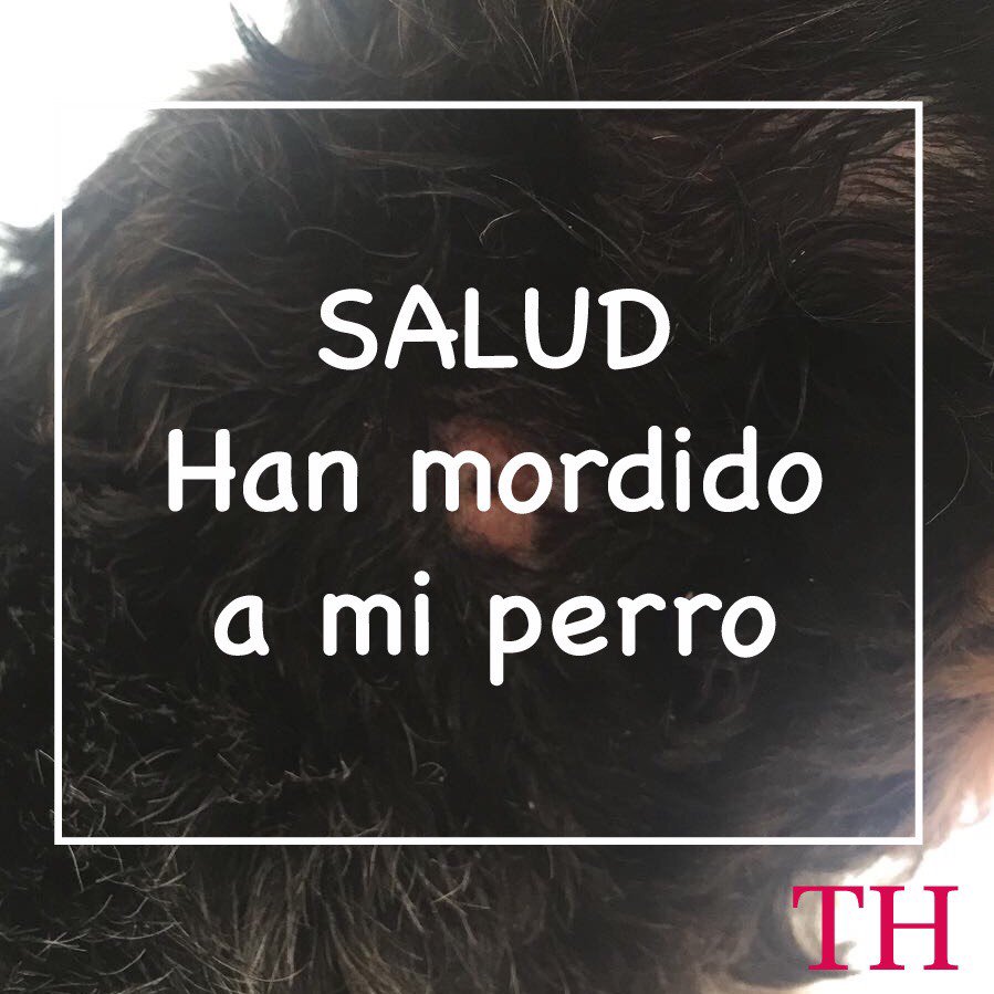 teckelhours's tweet photo. Hola Perriamigos!!
¿Sabríais que hacer si muerden a vuestro perro y no podeis ir al veterinario con urgencia?
Visita nuestro blog: https://t.co/DwnzPtimCl
.
.
.
#salud #perros #dogs #perrosmini #daschund #teckelhours #ilovemydog #sausagedog #teckels #bienestar #mordidaperro #cute https://t.co/8ux9oybG3p