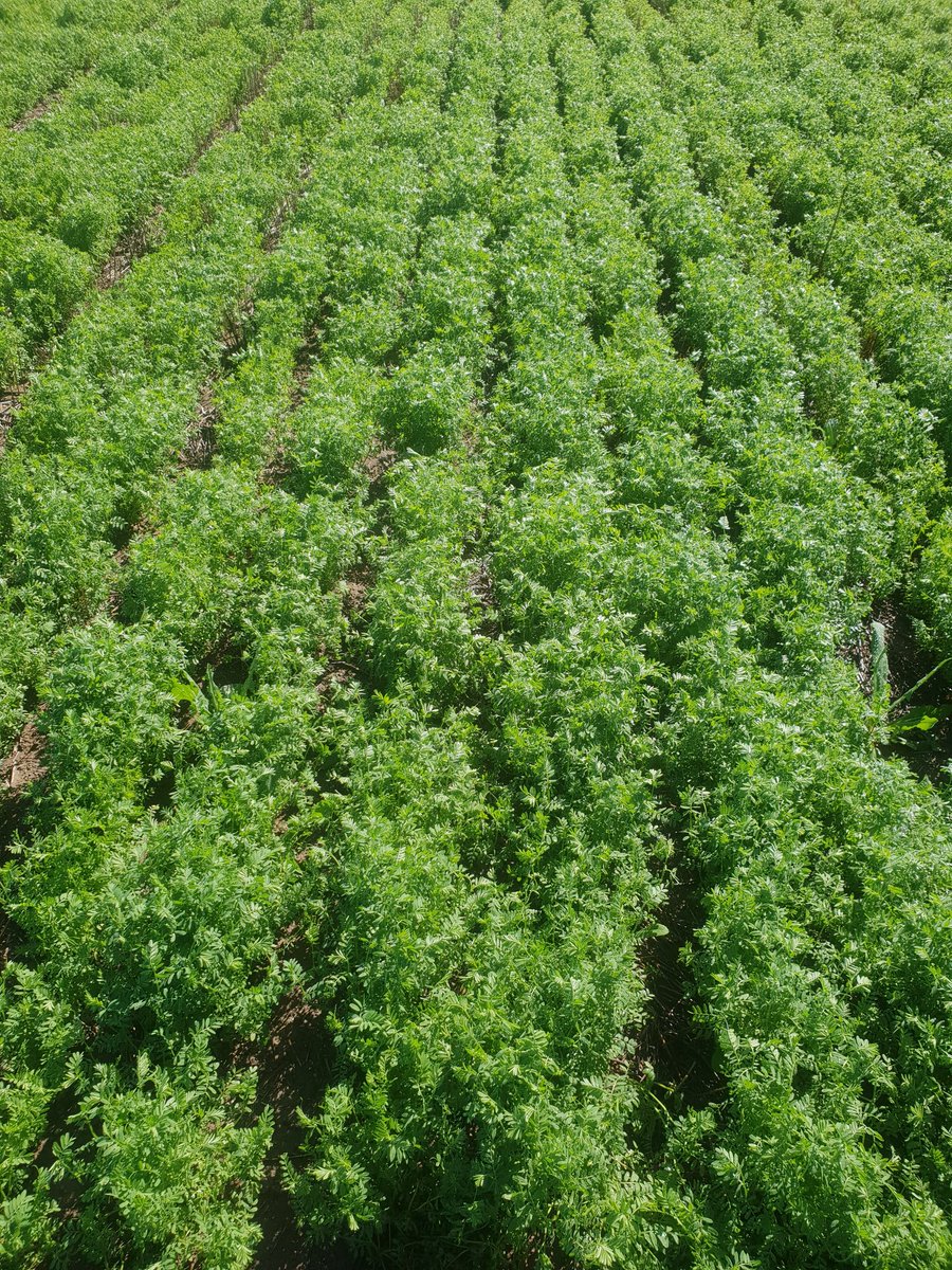 sam_edwards4's tweet photo. First year using inoculant on hurricane lentils, huge response on sandy alkaline soils. https://t.co/F9MzQLI9Rj