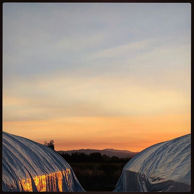 hififarms's tweet photo. Watching the sunset every night is just one of the perks of having DIY light-dep greenhouses.
#HiFiFarms #CraftCannabis #CleanGreenCertified #Greenhouses #OregonCannabis #THC #Terpenes #PhytoCannabinoids #OregonCoastRange #GetYourHandsDirty #Sunset #TheWestIsTheBest #FlowerPower https://t.co/W7Pwif2LWR