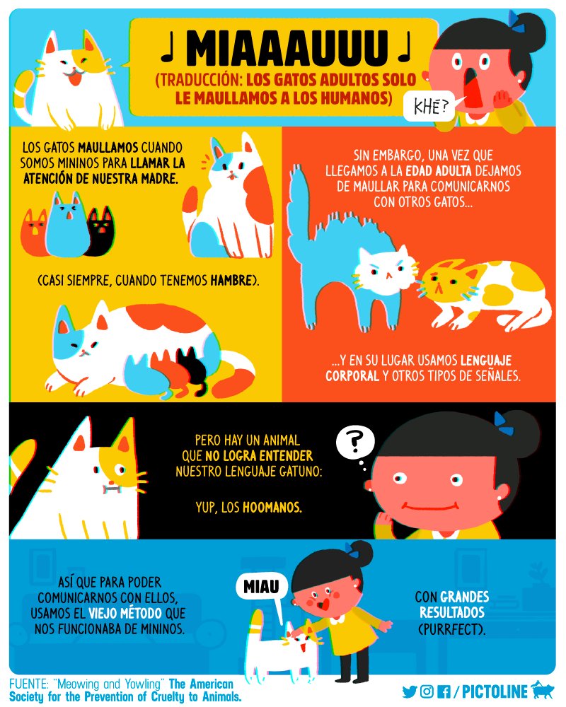 pictoline's tweet photo. La próxima vez que veas a un gato adulto maullarte, recuerda que es un método de comunicación que solo usan con nosotros los humanos ✨😽😱 https://t.co/EdXqWsqh95