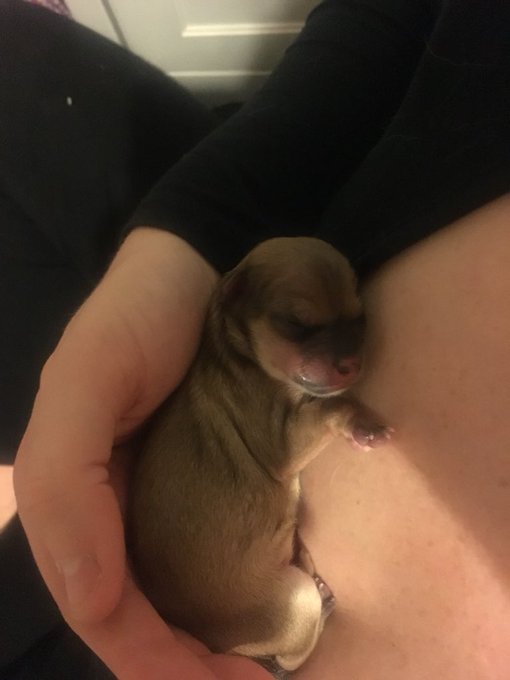 Absolutely crying. My doggo just had 4 healthy puppers. 😍✋ https://t.co/xI4WKWyGSO