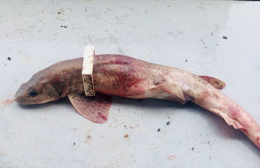 LewisPugh's tweet photo. We must get a grip on plastic pollution! Mull over this shocking photo. This is a dogfish, which was living with a piece of lego around it. (Pic via @ian_jepson) https://t.co/jBqeO8dJb6