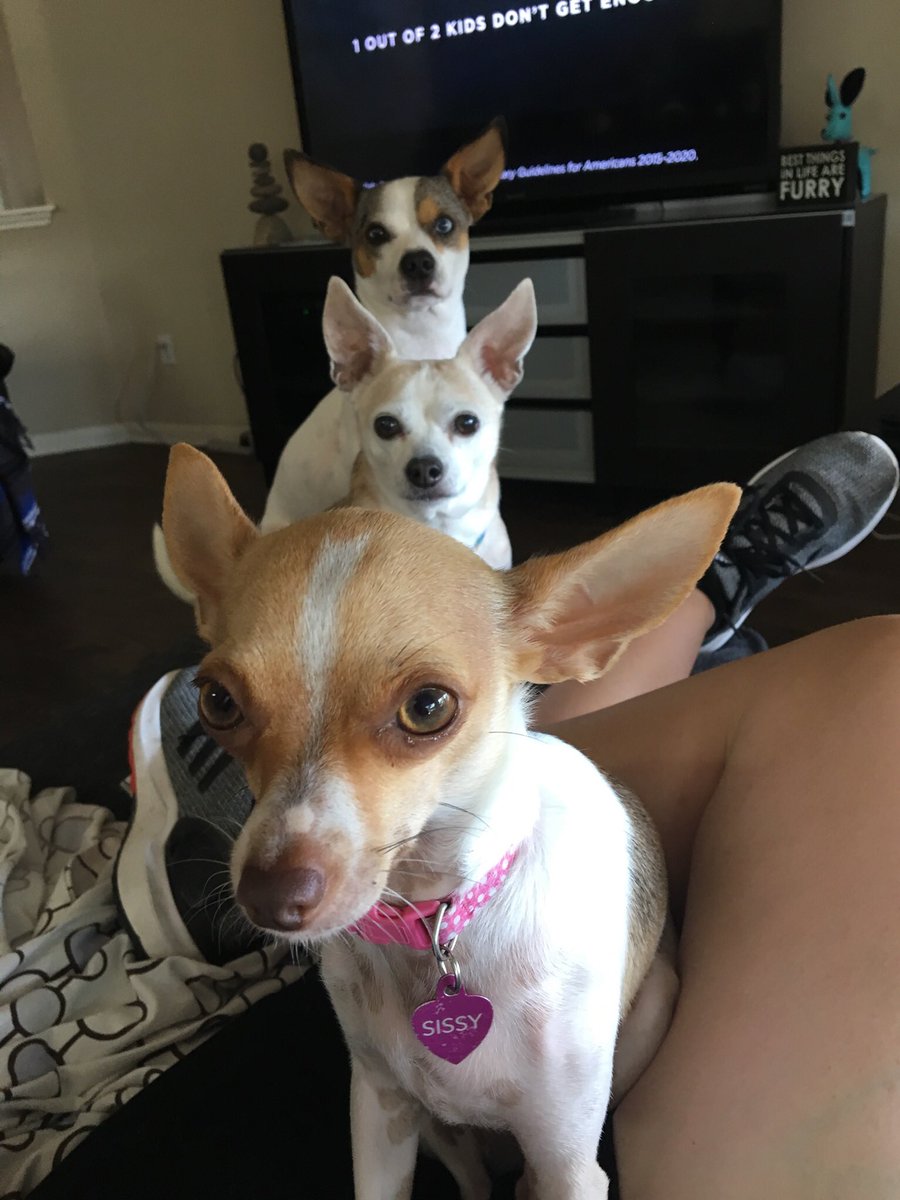 CoachSladecekPE's tweet photo. If my dogs can line up in a straight line so can my students! #classlines https://t.co/sPdEtS9OLL
