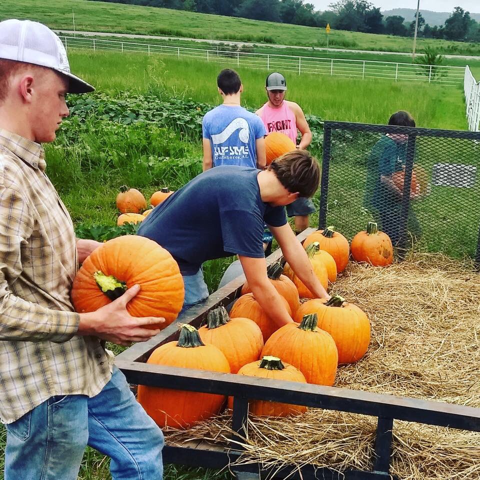 PyattBruno's tweet photo. Our school FFA with their first pumpkin harvest! #PatriotPrideBP #ChooseKindness https://t.co/cjU4l7vhxj