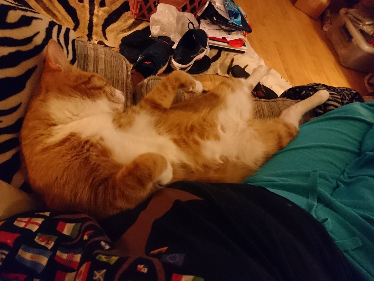 aggiegalsca's tweet image. The giant ginger cat is really enthralled with this game... I keep getting dirty looks #aggieproblems #petmomproblems