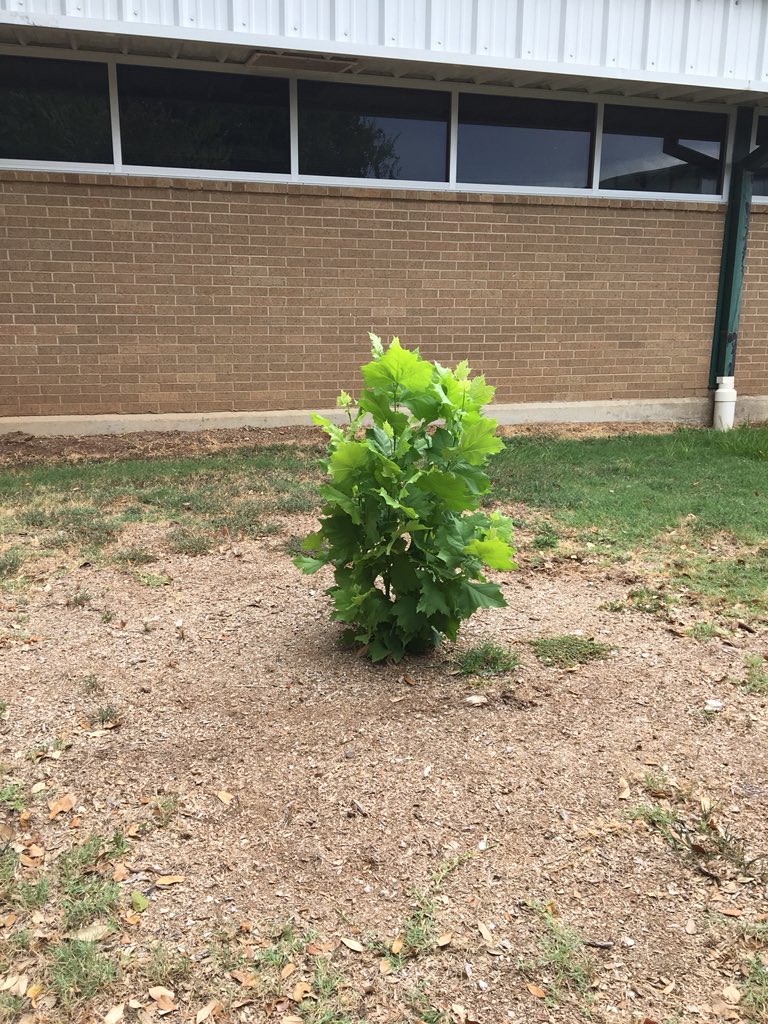 KatinaOsth's tweet image. Resiliance is this little tree. It used to be a tall tree but it was cut down to a stump. The stump put out new branches and it flourished. Maintenance came out and shredded the stump. It has regrown. #skawesomesince1967 #CSISD #resiliency