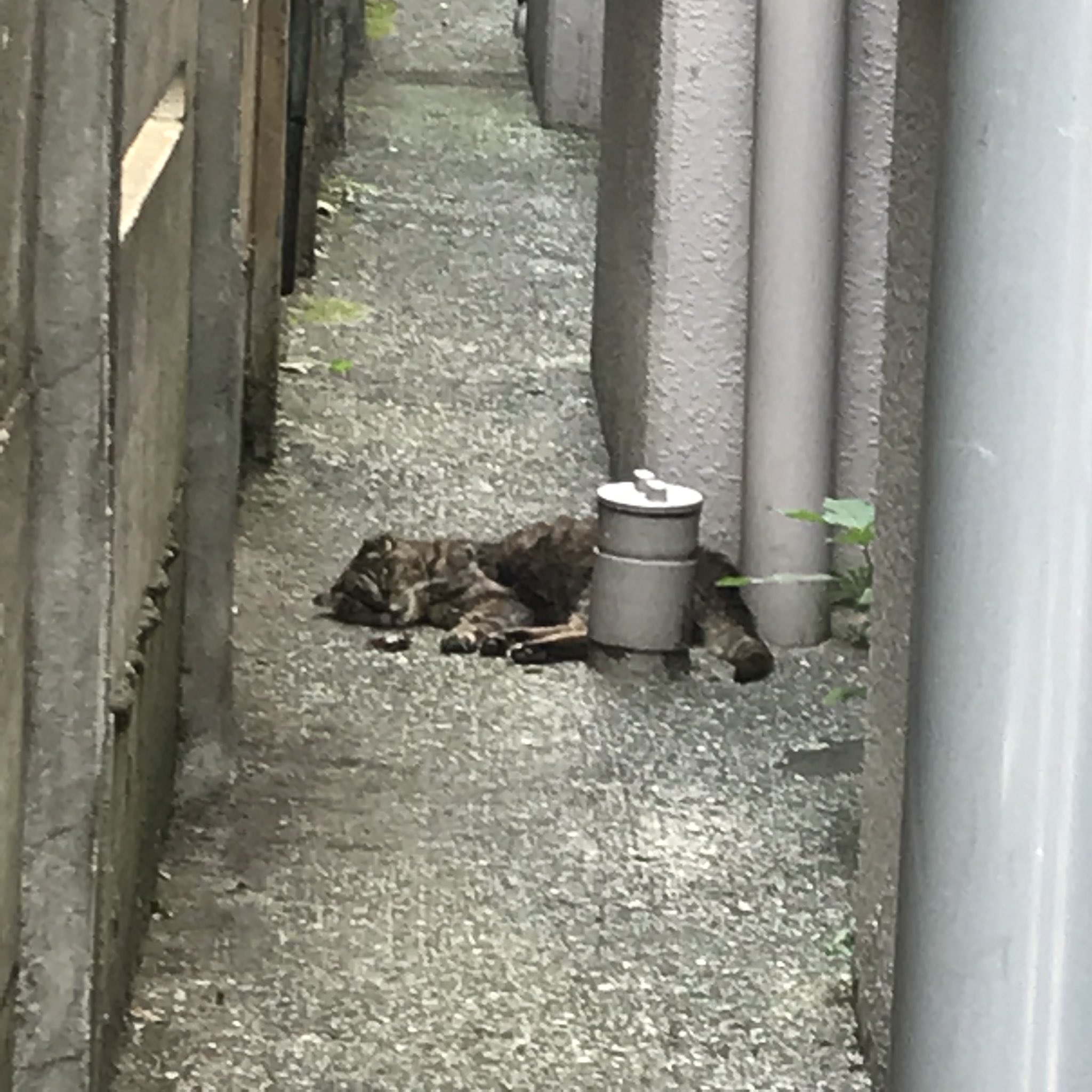 今日の猫 ー 外猫写真で呟きます ー グリザベラさんセミとねんねんしてるの そのセミはファイナル それともセミファイナル By Mini 猫 グリザベラ T Co Hrrshtj6yk Twitter