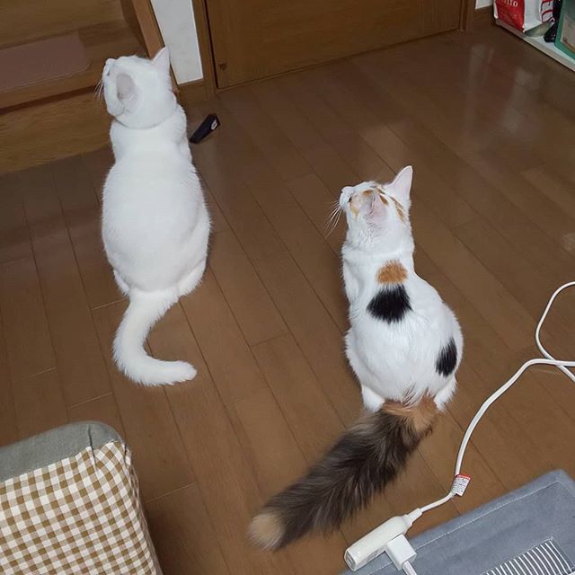 しっぽが長い猫