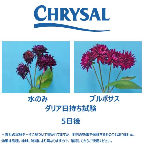クリザール ジャパン株式会社 ダリアはもともと日持ち短いですが 特に夏場は日持ち しませんね ということで 水とブルボサス小袋に生けて状態を観察しました 販売中にお使いいただくことにより 花の萎凋と葉の黄化を抑制し切り花のロスを減らすので 安 クリザール ジャパン株式会社 ダリアはもともと日持ち短いですが 特に夏場は日持ち しませんね ということで 水とブルボサス小袋に生けて状態を観察しました 販売中にお使いいただくことにより 花の萎凋と葉の黄化を抑制し切り花のロスを減らすので 安