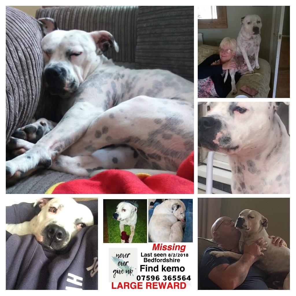 SheridanAlcock's tweet photo. π #FindKemoFriday π
π #PleaseRT π
π#stolen π
π#cancersupportdog π
π#dogsarefamilytoo π
π#stoptheheartbreakπ
π#BringKemohome π https://t.co/cuqILaKrKQ