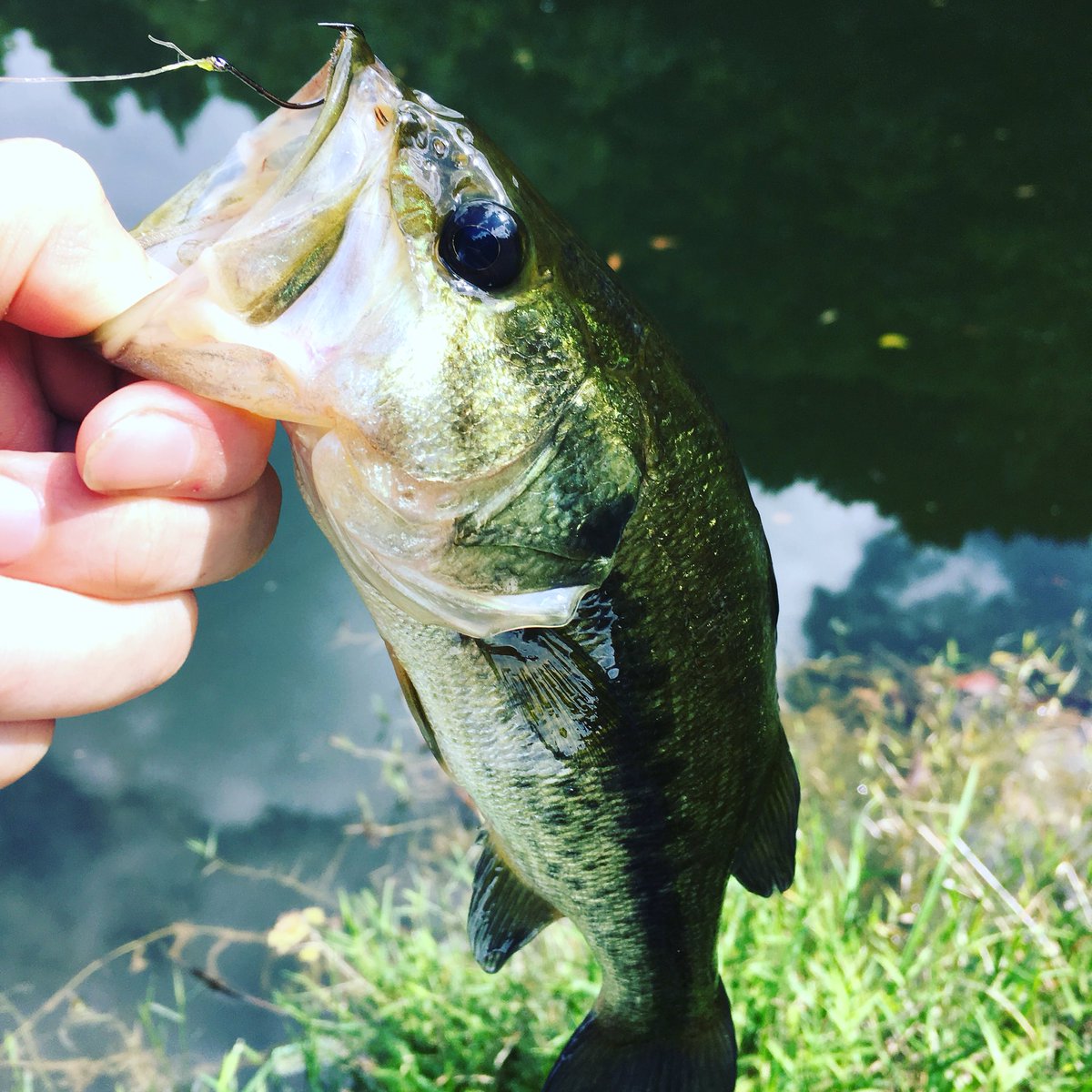 魚類に人類の強さをみせつけてしまった… 