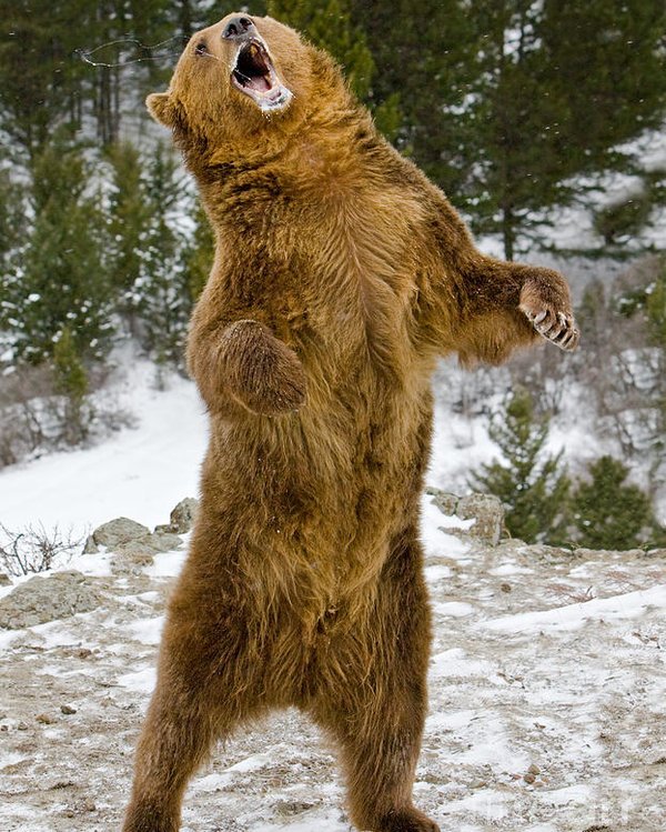 BiologistDan's tweet photo. Victory! Judge delays start of Wyoming Grizzly Hunt for 14 days while he decides case. RT to urge the judge to move Grizzly back to Endangered Species List and block the hunts permanently! https://t.co/PF73JSMm51