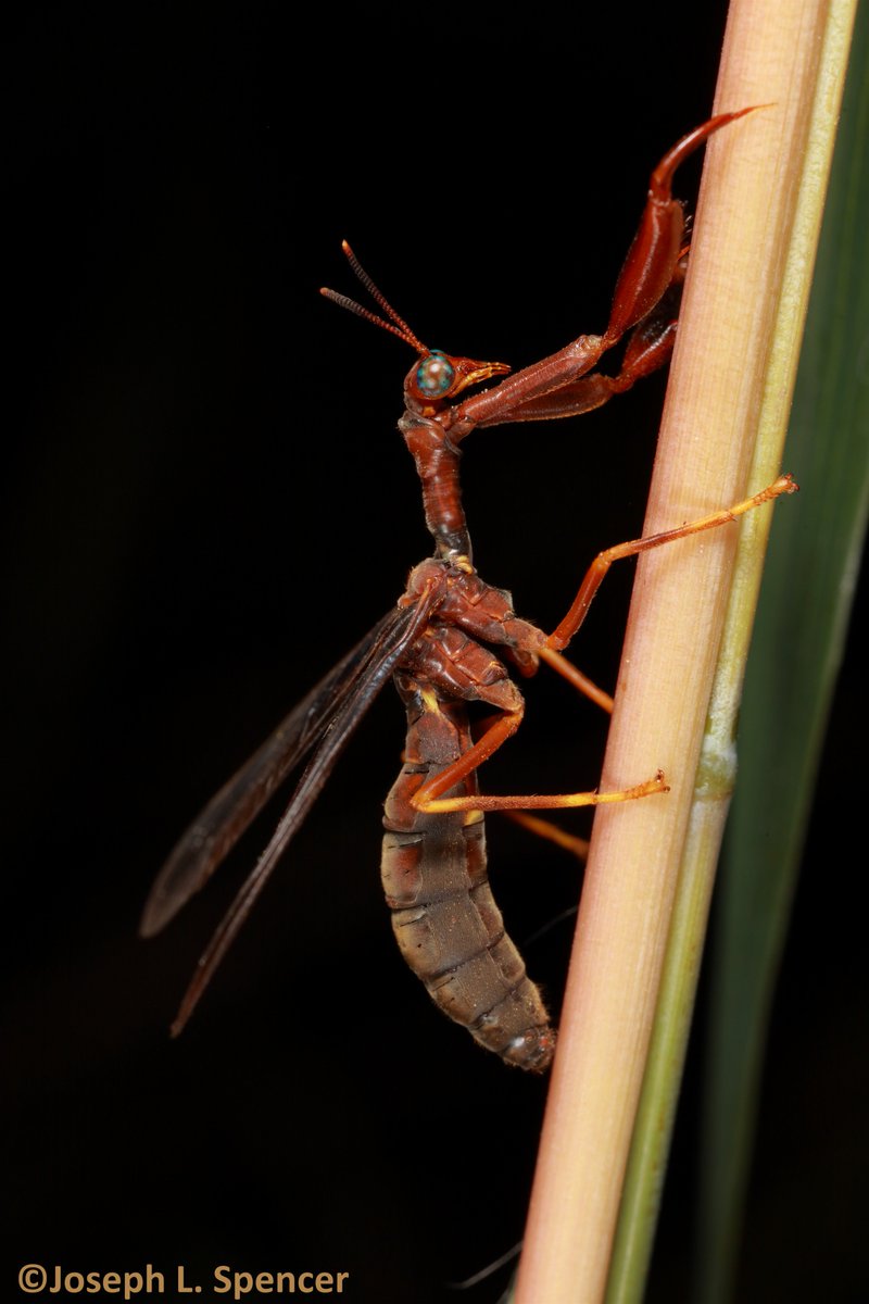 talkingrootworm's tweet image. “Any day I find a mantidfly is a great day!” A convincing paper wasp mimic, this #mantidfly was hanging out on indian grass. Their infuriating tendency to rest upside down &amp;amp; move around present challenges to the photographer-but it is worth it to see such a fantastic beast!