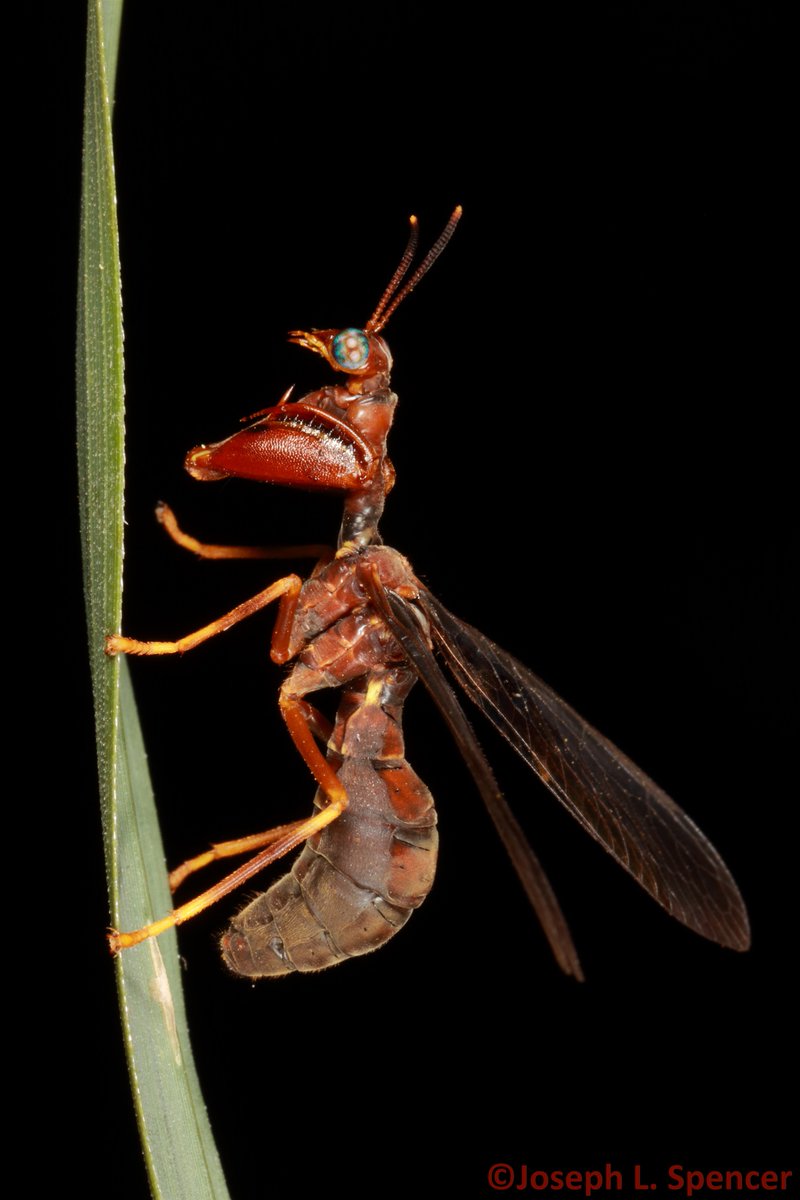 talkingrootworm's tweet image. “Any day I find a mantidfly is a great day!” A convincing paper wasp mimic, this #mantidfly was hanging out on indian grass. Their infuriating tendency to rest upside down &amp;amp; move around present challenges to the photographer-but it is worth it to see such a fantastic beast!