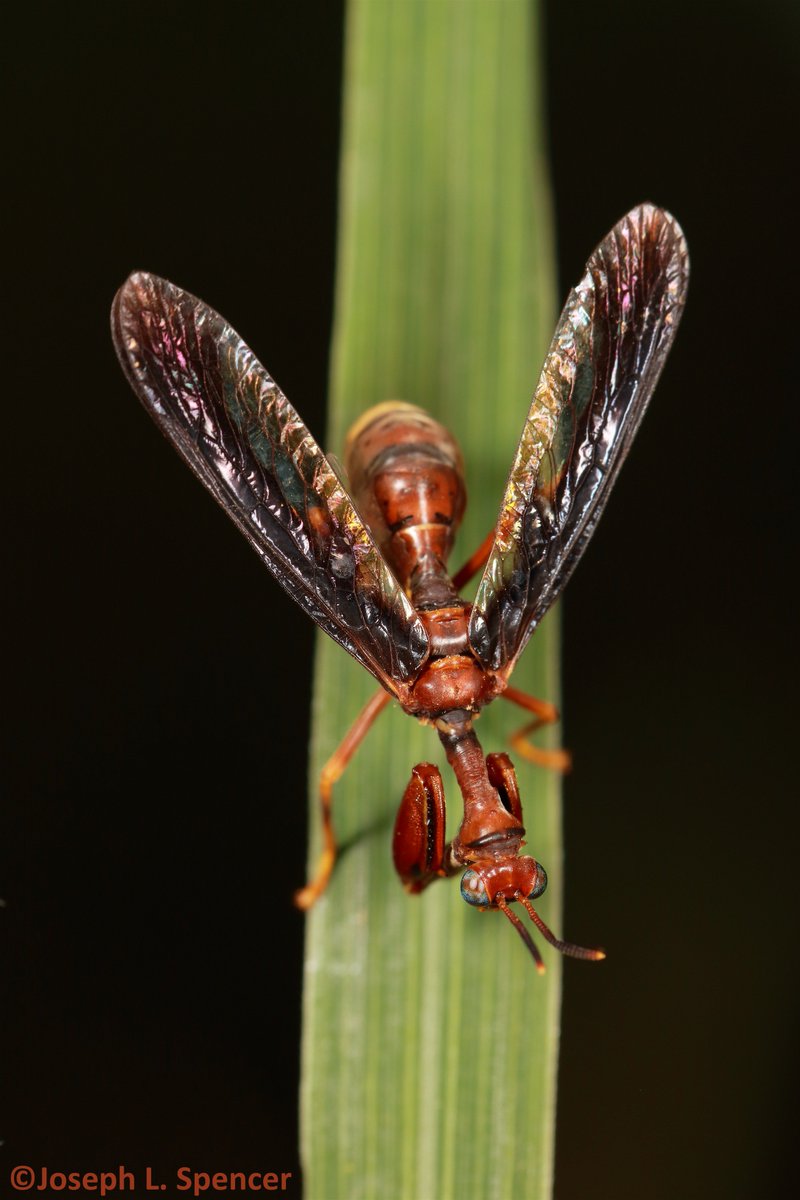 talkingrootworm's tweet image. “Any day I find a mantidfly is a great day!” A convincing paper wasp mimic, this #mantidfly was hanging out on indian grass. Their infuriating tendency to rest upside down &amp;amp; move around present challenges to the photographer-but it is worth it to see such a fantastic beast!