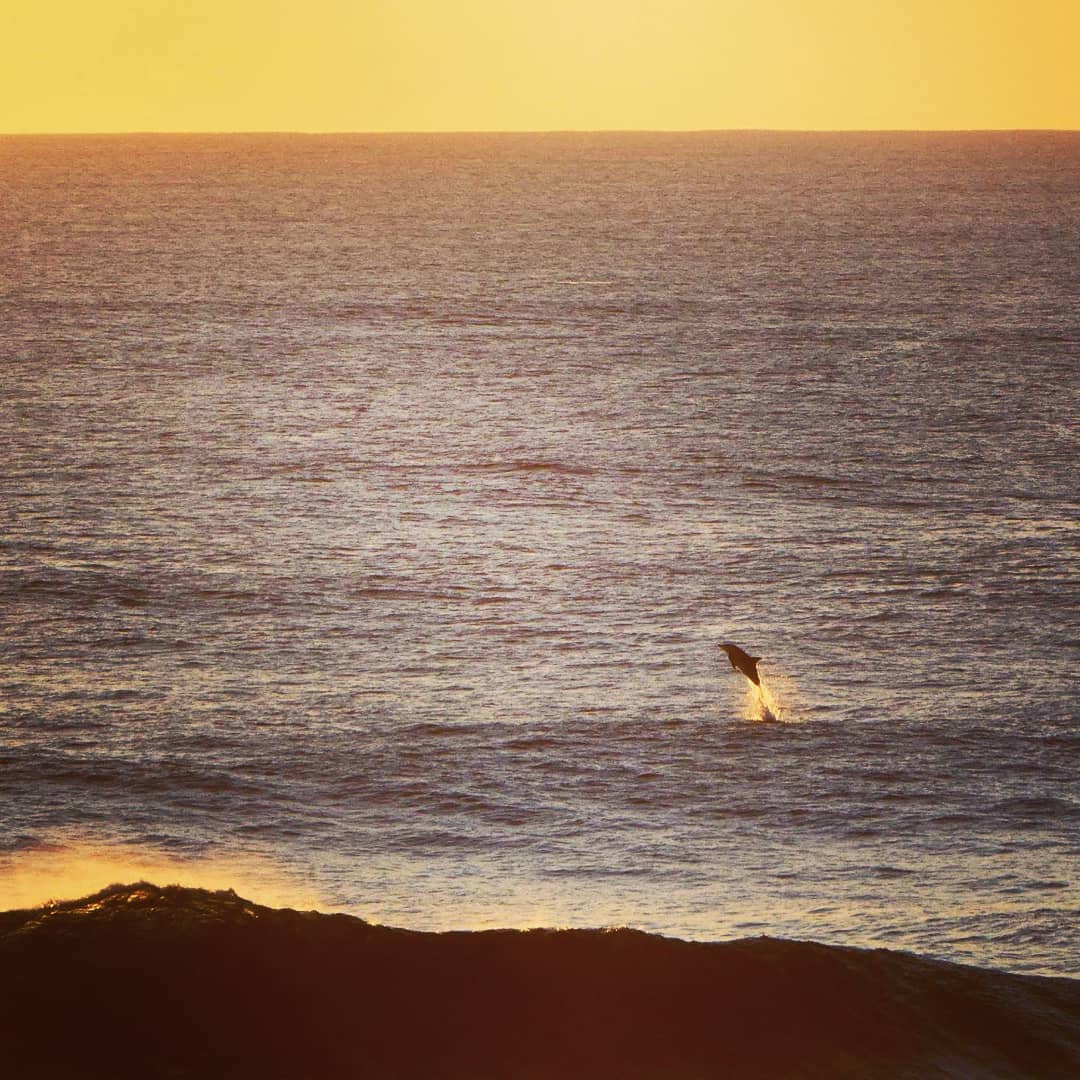 Rottnest Express tweet media