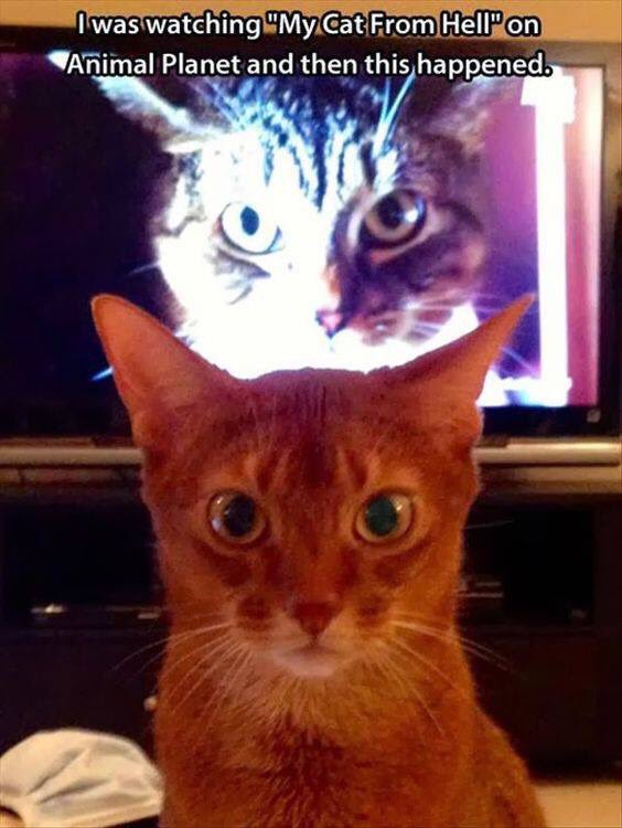 funnypet5's tweet photo. #mycatfromhell   #animalplanet #suspiciouscat tag your friends! https://t.co/WfGc6yl7Lo