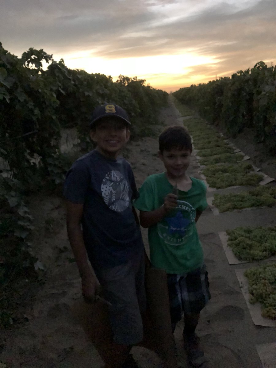 _Santi_O's tweet photo. Beautiful night picking grapes at the vineyard.  Teaching these boys early about hard work, grit, and perseverance...nothing like looking down a quarter mile row and seeing what you’ve accomplished! Right @jaminbrazil  #FSUEMBA #hardwork #workethic #volunteers #dirt https://t.co/GlXij94NU0