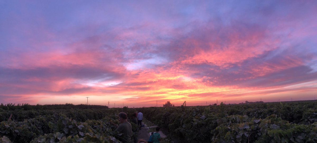 _Santi_O's tweet photo. Beautiful night picking grapes at the vineyard.  Teaching these boys early about hard work, grit, and perseverance...nothing like looking down a quarter mile row and seeing what you’ve accomplished! Right @jaminbrazil  #FSUEMBA #hardwork #workethic #volunteers #dirt https://t.co/GlXij94NU0