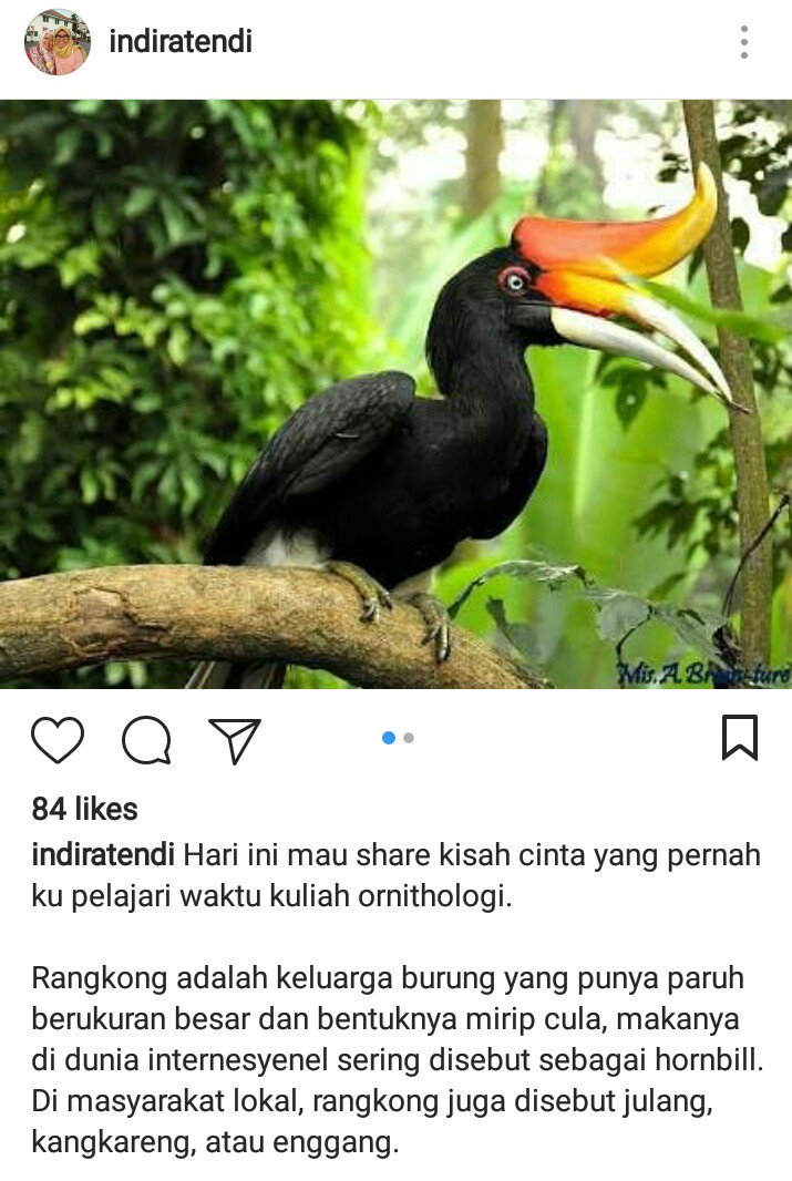 700 Gambar Burung Rangkong  Paling Baru Gambar  ID