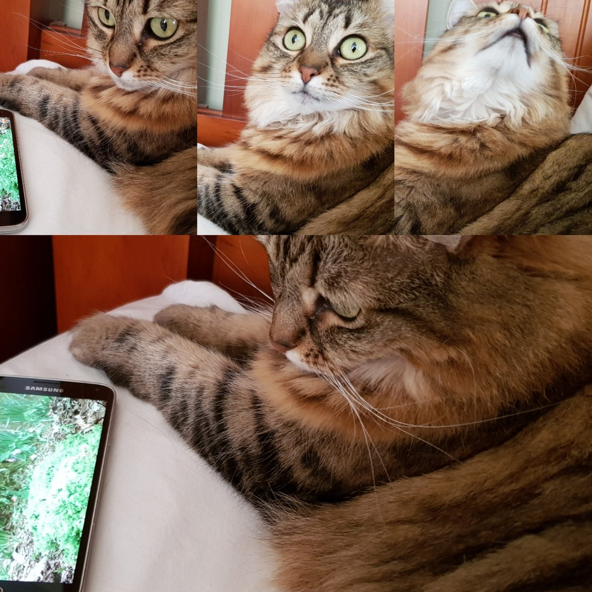 Debbie_Coates_'s tweet photo. Little Mishka watching cat videos on YouTube and trying to work out where the bird has flown 💕🐈 https://t.co/LpyfzymtRq
